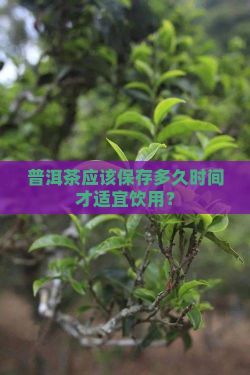 普洱茶应该保存多久时间才适宜饮用？