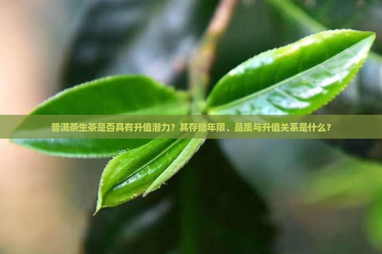 普洱茶生茶是否具有升值潜力？其存储年限、品质与升值关系是什么？