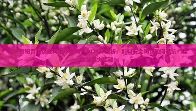 农夫青柑普洱茶配料板干净吗