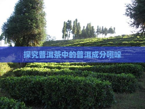 普洱茶成分吲哚