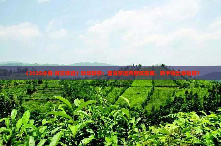 秋华聊茶普洱茶