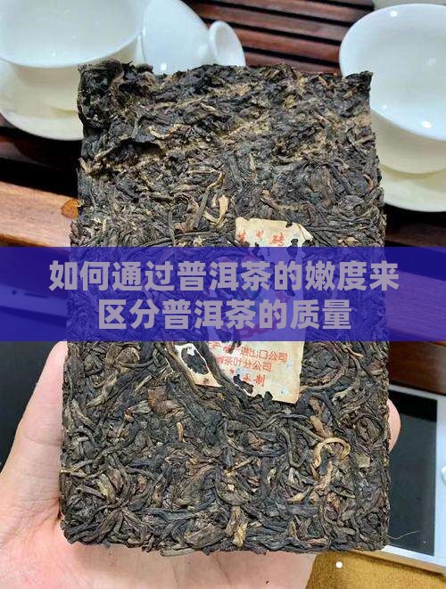 区分普洱茶的嫩度
