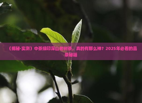 中茶绿印深山老树茶
