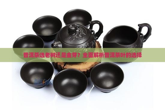 普洱茶用老树还是金芽