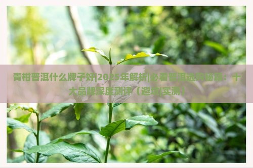 青柑普洱什么牌子好