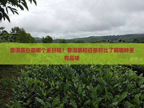 普洱茶白茶哪个更好喝