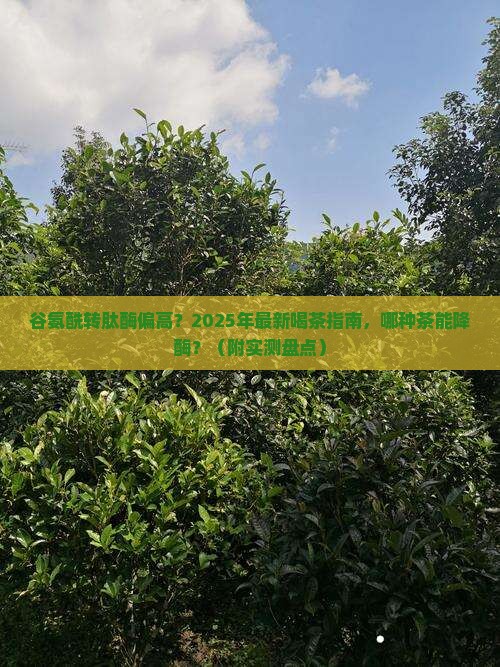 谷氨酰转肽酶偏高喝什么茶好