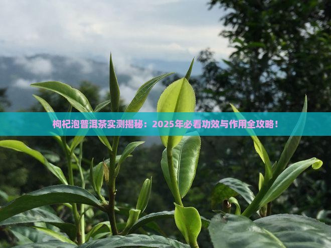 构杞泡普洱茶的功效与作用 构杞泡普洱茶的功效与作用