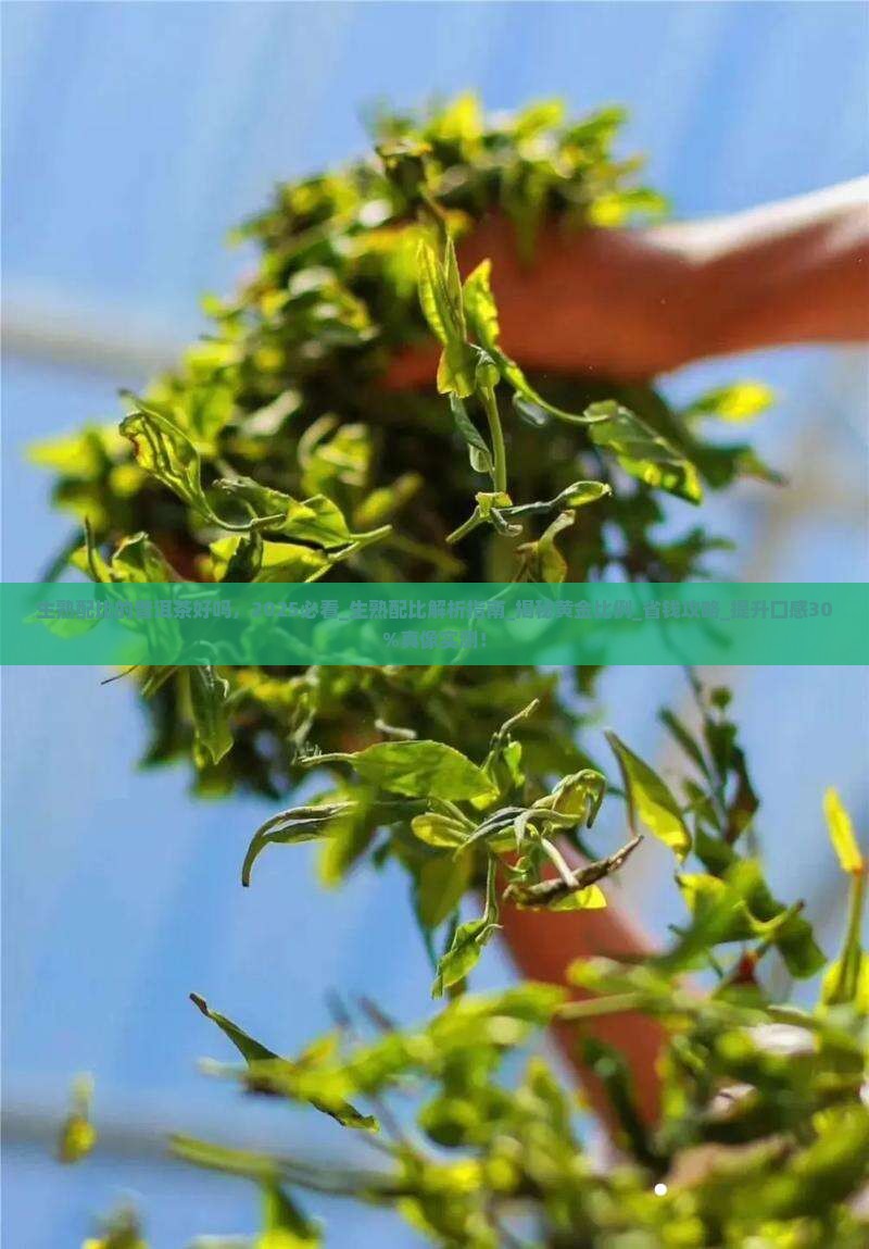 生熟配比的普洱茶好吗