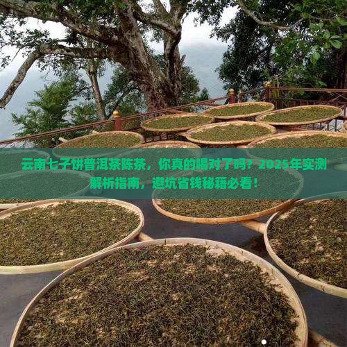 云南七子饼普洱茶陈茶