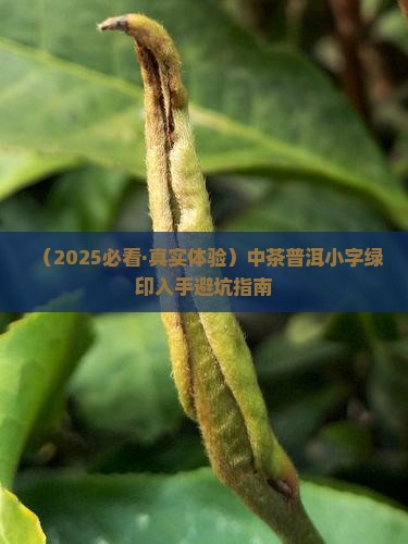 中茶普洱茶小字绿印