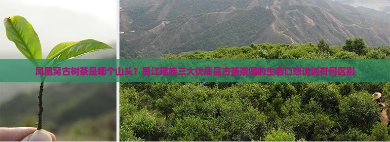 凤凰窝古树茶是哪个山头