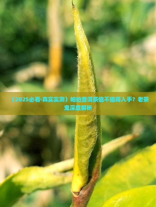 帕拍普洱茶怎么样