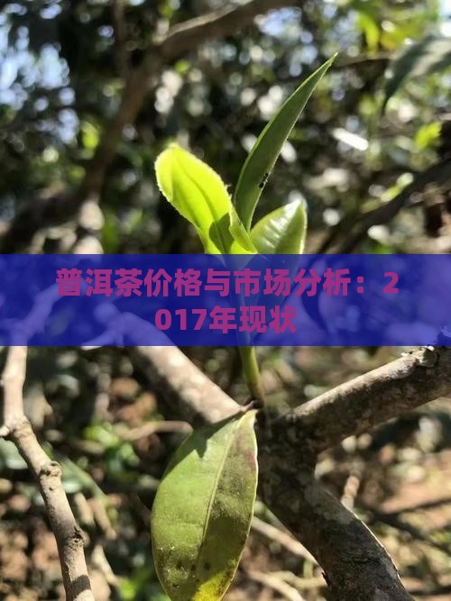 2017年普洱茶现状怎样