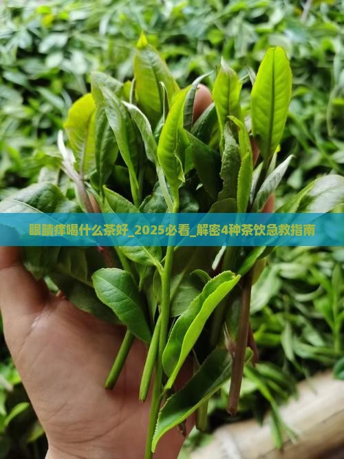 眼睛痒喝什么茶好