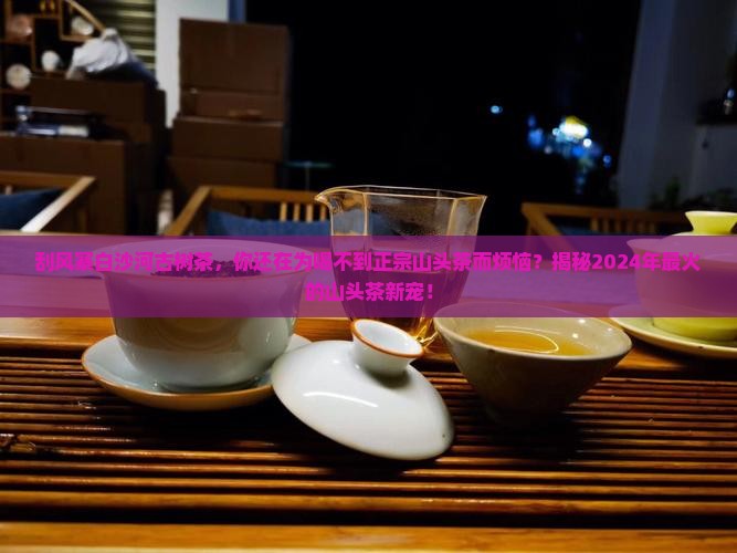 刮风寨白沙河古树茶