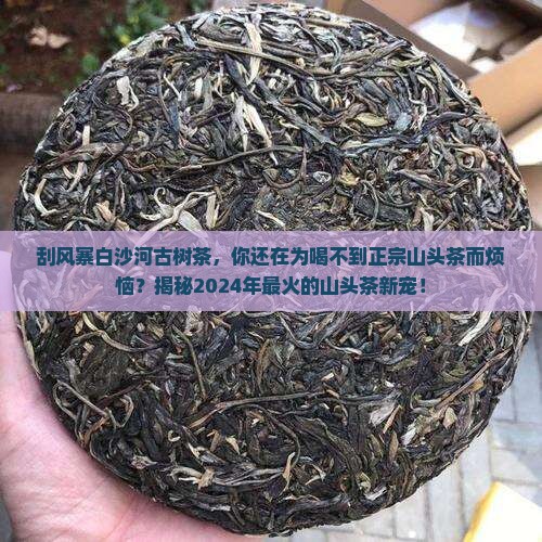 刮风寨白沙河古树茶