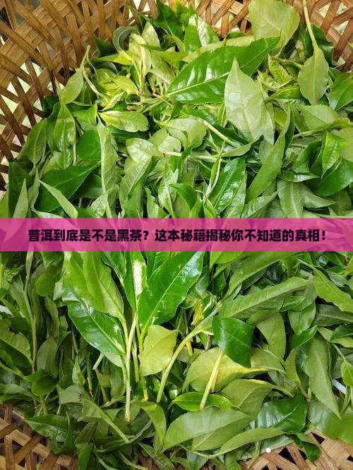 普洱属于黑茶吗几类
