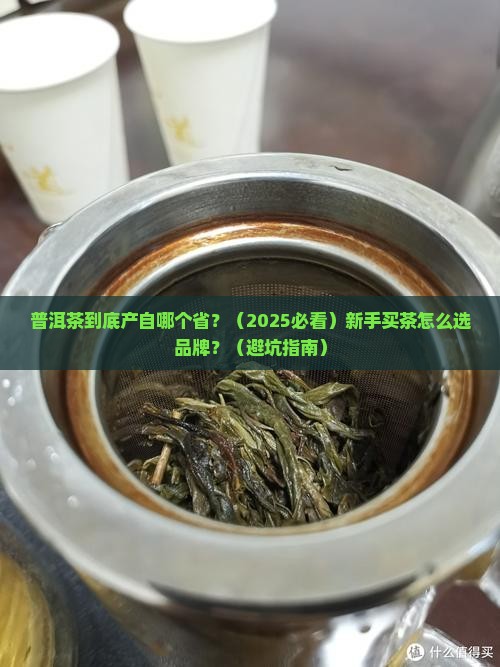 普洱茶主产于哪个省普洱茶买品牌