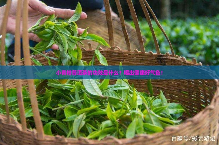 小青柑普洱茶的功效是什么