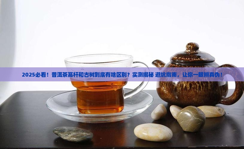 普洱茶高杆和古树的差异