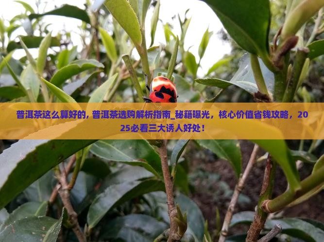 普洱茶这么算好的