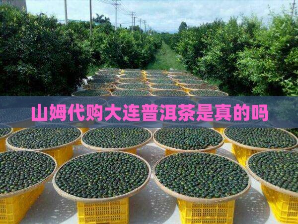 山姆代购大连普洱茶是真的吗