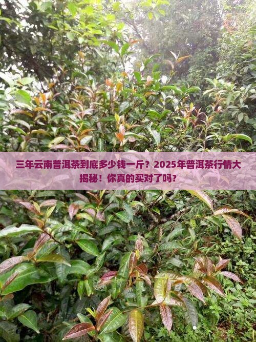 三年云南普洱茶多少钱一斤