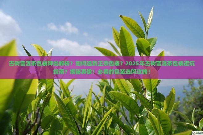 古树普洱茶包装种类