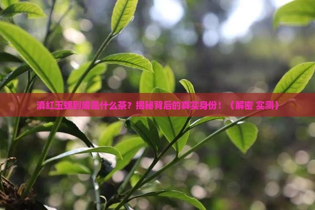 滇红玉螺是什么茶
