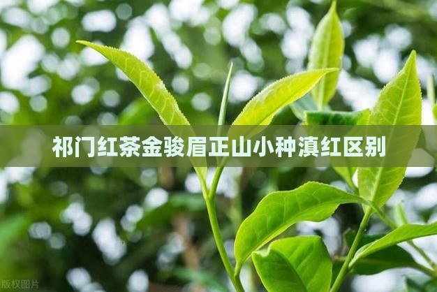 祁门红茶金骏眉正山小种滇红区别
