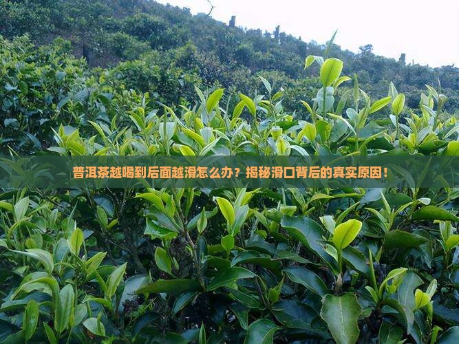 普洱茶越喝到后面越滑怎么办