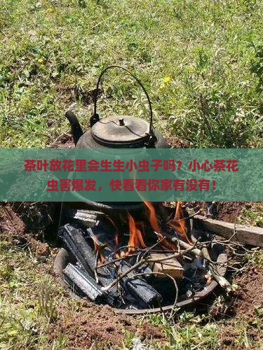 茶叶放花里会生生小虫子吗