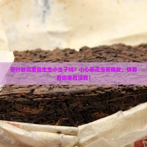 茶叶放花里会生生小虫子吗