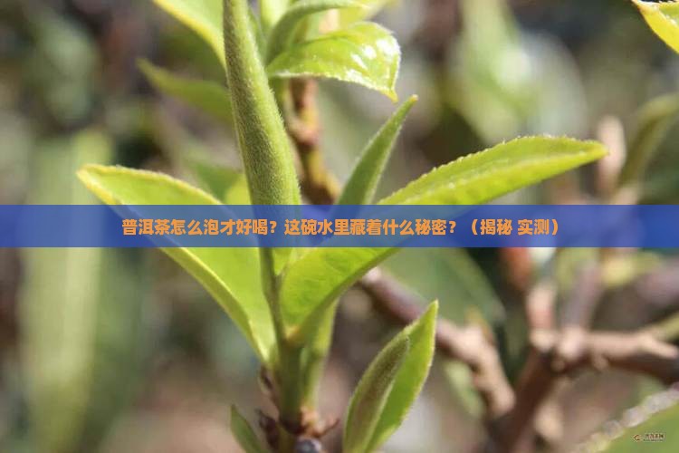 普洱茶用什么泡水好喝又营养