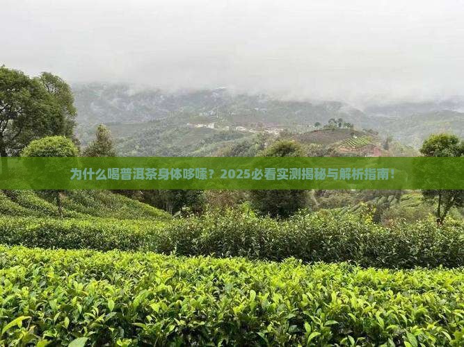 为什么喝普洱茶身体哆嗦
