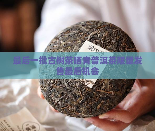 最后一批古树茶晒青普洱茶