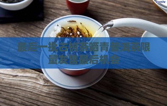 最后一批古树茶晒青普洱茶