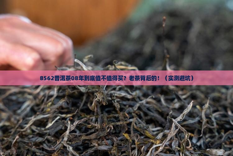 8562普洱茶08年
