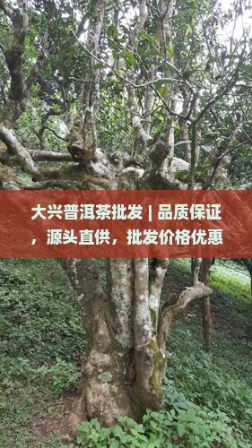 大兴普洱茶批发