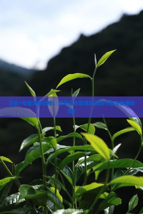正岩1号普洱茶价格