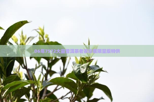 06年7572大益普洱茶