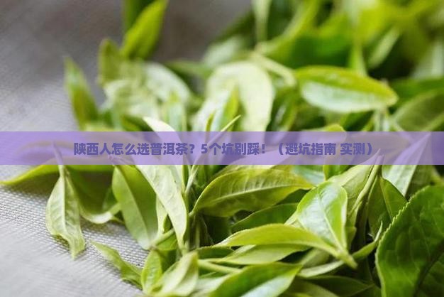 陕西普洱茶交易