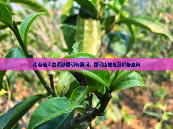 南茗佳人普洱茶昆明