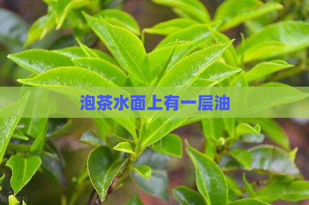 泡茶水面上有一层油