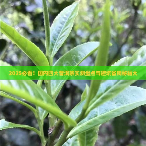 国内四大普洱茶品牌