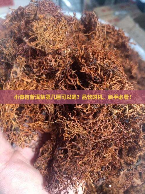 小青桔普洱茶第几遍可以喝