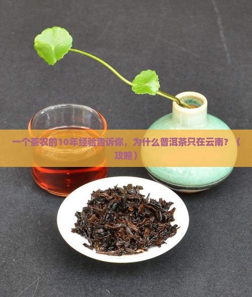 云南普洱茶的起源分布