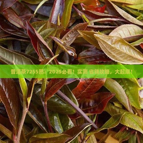 普洱茶7255熟