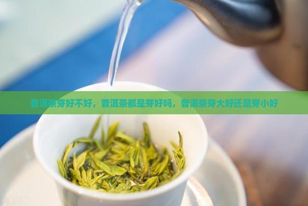 普洱茶芽好不好